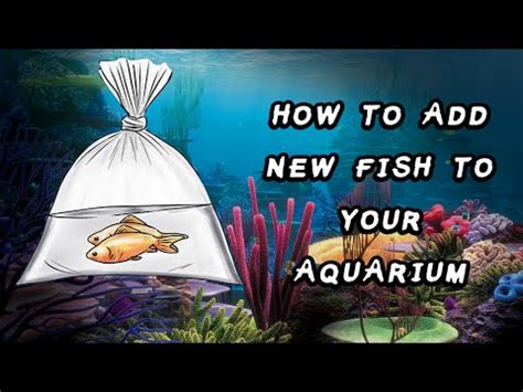 how to add fish to aquarium|How to Introduce New Fish into Aquarium: A Beginner's Guide to Adding .